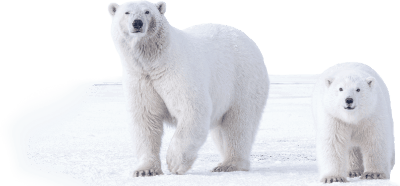 polar-bear